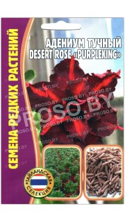 Адениум тучный Desert rose purpleking