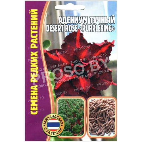 Адениум тучный Desert rose purpleking