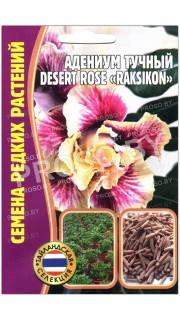 Адениум тучный Desert rose raksikon