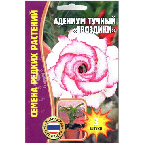 Адениум тучный Гвоздики