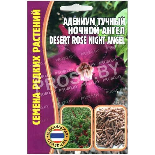 Адениум тучный Ночной ангел (desert rose night angel)
