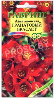 Айва японская Гранатовый браслет