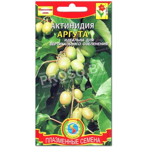 Актинидия Аргута-1