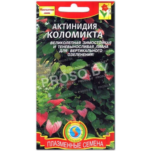 Актинидия Коломикта-1