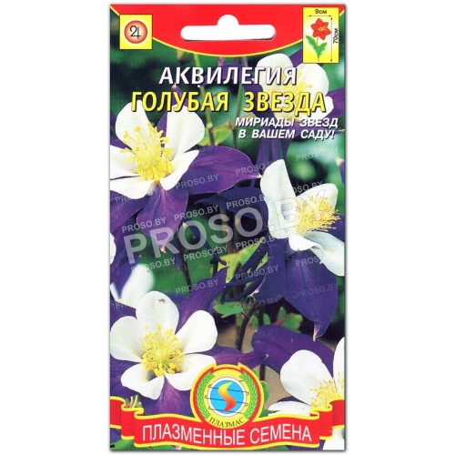 Аквилегия Голубая звезда-2