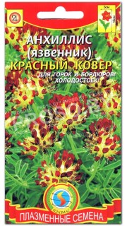 Анхиллис Красный ковер