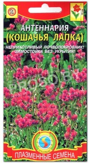 Антеннария (кошачья лапка)