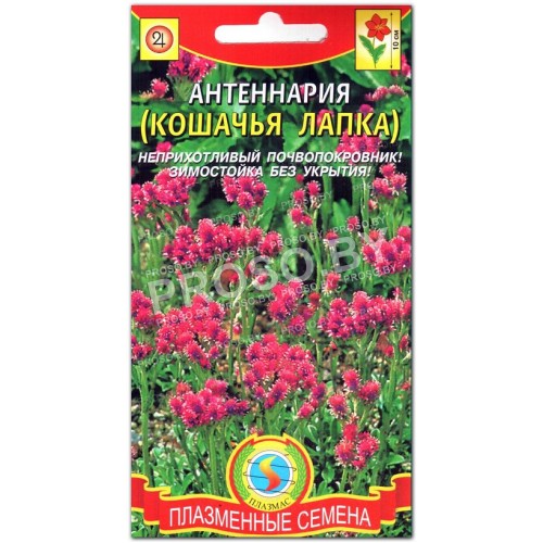 Антеннария (кошачья лапка)