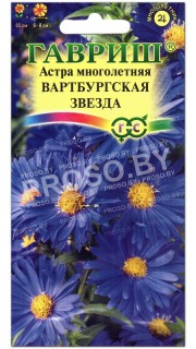 Астра многолетняя Вартбургская звезда