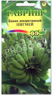 Банан декоративный Пигмей