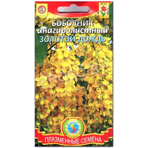 Бобовник Золотой дождь