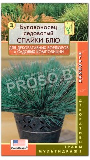 Булавоносец седоватый Спайки Блю