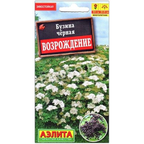Бузина черная Возрождение