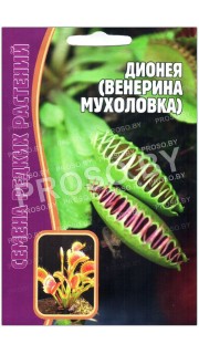 Дионея (венерина мухоловка)