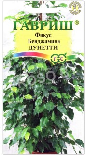 Фикус Бенджамина Дунетти