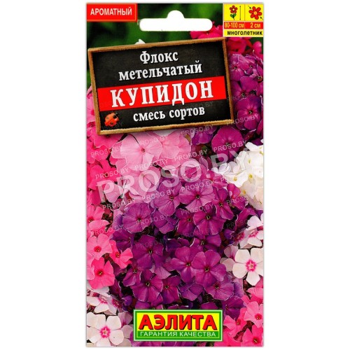 Флокс метельчатый Купидон, смесь
