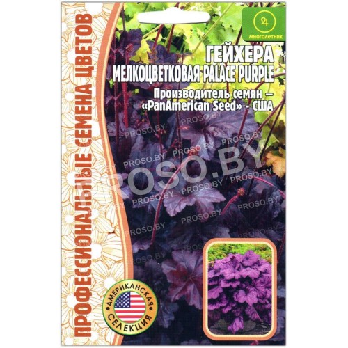 Гейхера мелкоцветковая Palace purple
