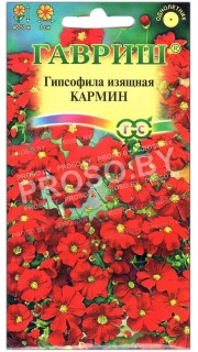 Гипсофила изящная Кармин