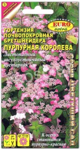 Гортензия Пурпурная королева