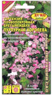 Гортензия Пурпурная королева