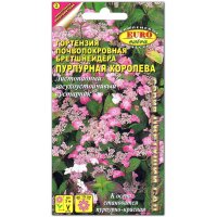 Гортензия Пурпурная королева