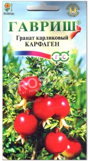 Гранат карликовый Карфаген