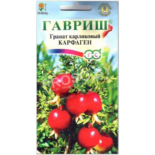 Гранат карликовый Карфаген