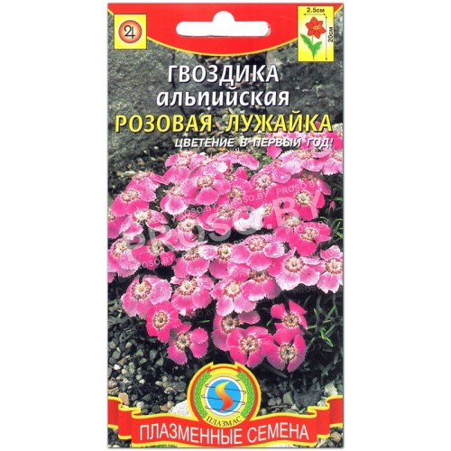 Гвоздика альпийская Розовая лужайка