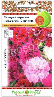 Гвоздика перистая Махровый ковер