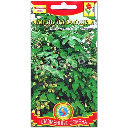 Хмель Лазающий