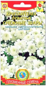 Хризантема девичья Снежные шары