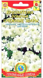 Хризантема девичья Снежные шары