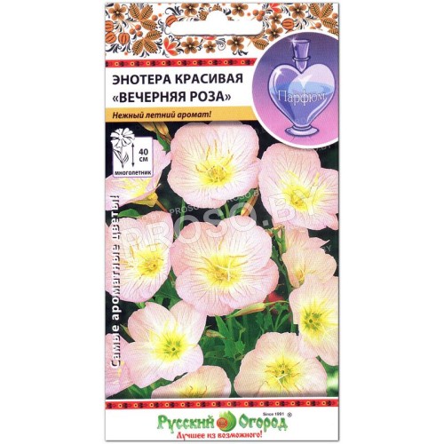 Энотера красивая Вечерняя роза