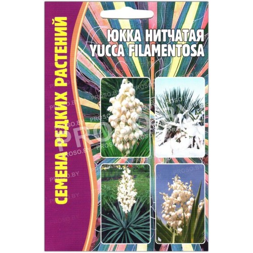 Юкка Нитчатая