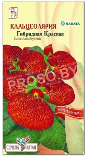 Кальцеолярия гибридная Красная