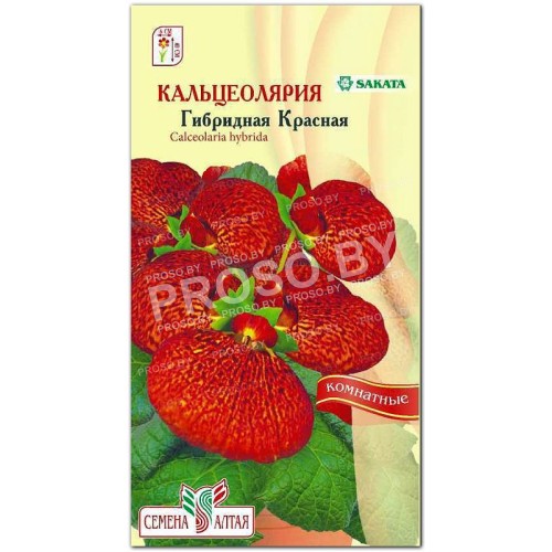 Кальцеолярия гибридная Красная