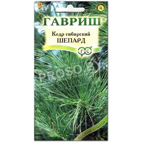 Кедр сибирский Шепард