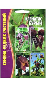 Клематис Бурый