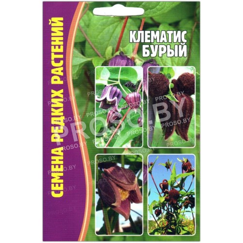 Клематис Бурый