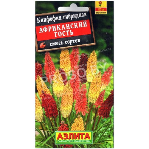 Книфофия гибридная Африканский гость, смесь