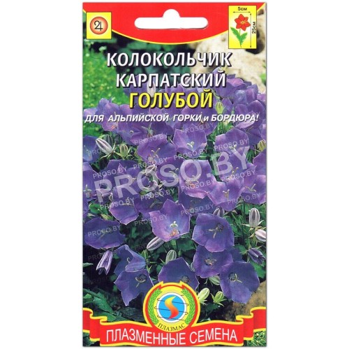 Колокольчик карпатский Голубой