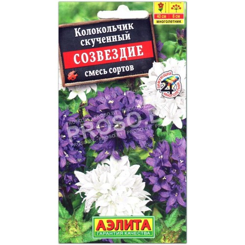 Колокольчик скученный Созвездие, смесь