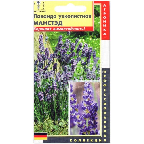 Лаванда узколистная Манстэд