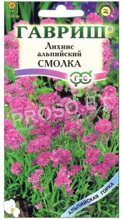 Лихнис альпийский Смолка