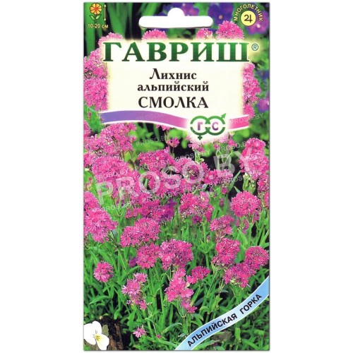 Лихнис альпийский Смолка