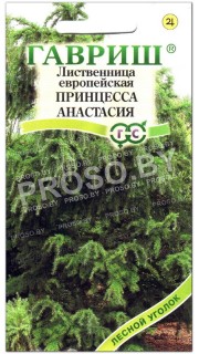Лиственница европейская Принцесса Анастасия
