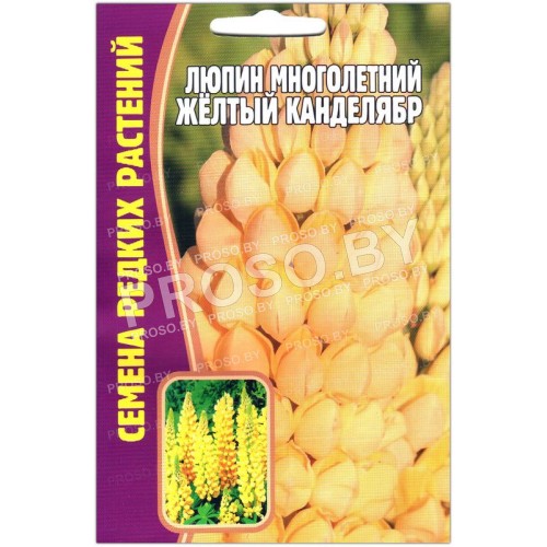 Люпин Желтый канделябр