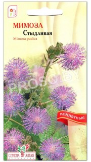 Мимоза Стыдливая