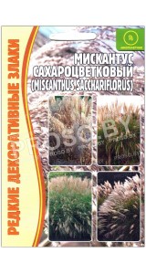Мискантус Сахароцветковый