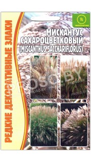Мискантус Сахароцветковый